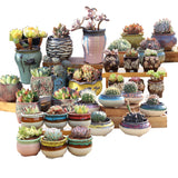 4/5/6 Pots Set Ceramic Clay Pottery Pots Succulent Flower Planter Draining Hole(Style 01# 4 Pots Set)